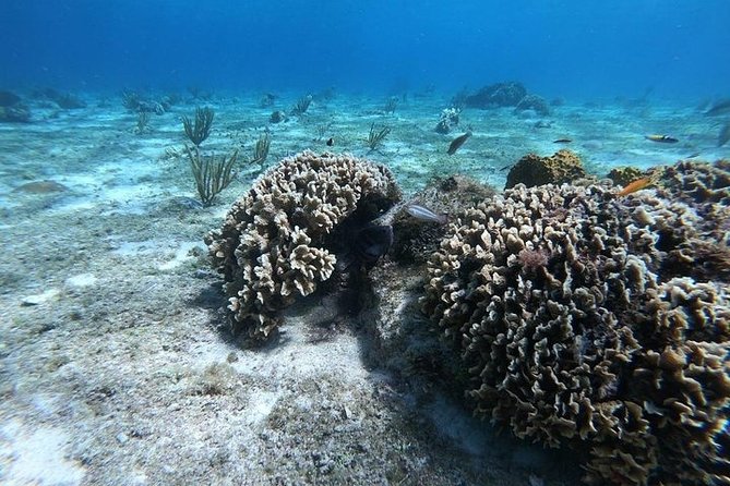 Snorkel Adventure at Cozumel! Transportation from Cancun & Playa Del Carmen - The ferry crossing to Cozumel
