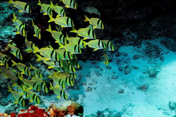 Snorkel and swim in Cozumel el Cielo Reef, Palancar and Colombia - Three Cozumel reefs in one packed day