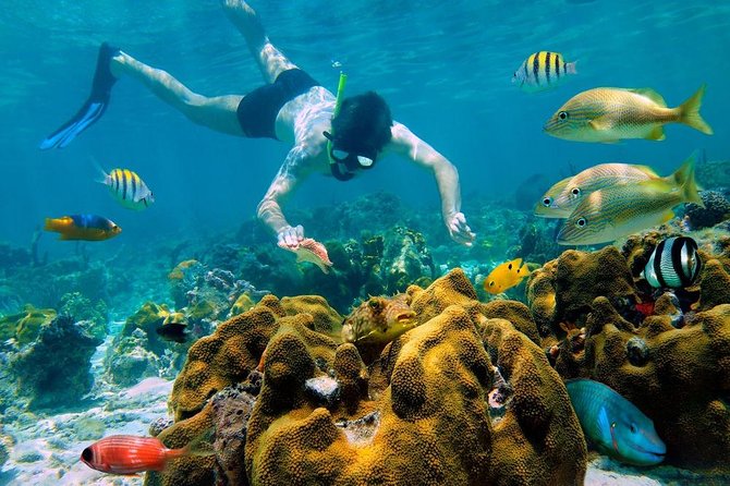 Snorkel and swim in Cozumel el Cielo Reef, Palancar and Colombia - From your Cancun hotel to Playa del Carmen
