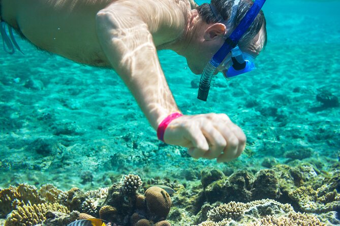 Snorkel and swim in Cozumel el Cielo Reef, Palancar and Colombia - Lunch, breakfast, and the afternoon in Cozumel