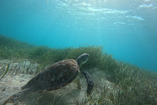 Snorkel at the Reef 2 HOURS Puerto Morelos National park - The reef, coral, and animals you may see