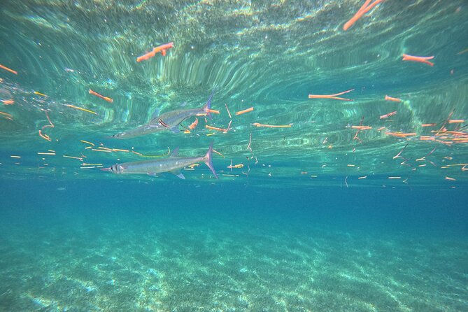 Snorkel at the Reef 2 HOURS Puerto Morelos National park - Small groups, guides, and the level of attention