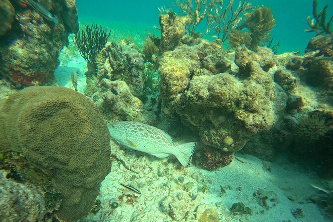 Snorkel at the Reef 2 HOURS Puerto Morelos National park - What the $43.01 price actually covers