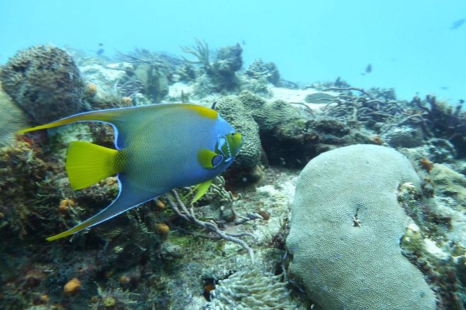 Snorkel in El Cielo Cozumel Reef with Lunch, Beach and Transport - Is $175 a fair price?
