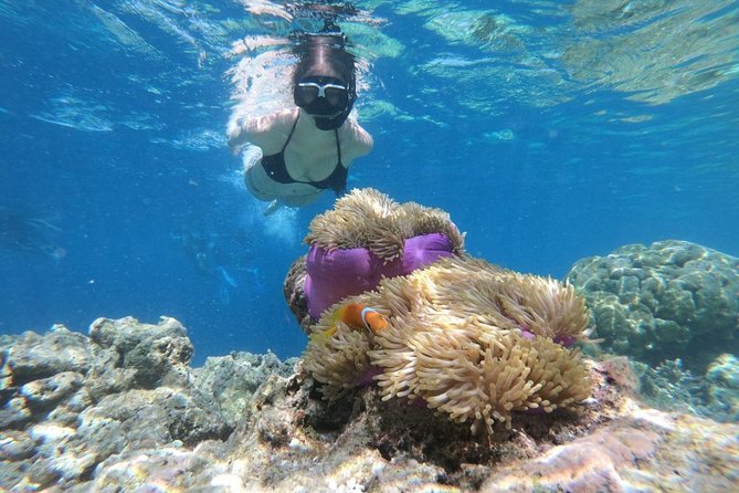 Snorkel in the second largest reef in the world Colorful tour in Puerto Morelos - Tacos, tequila, and time at the beach club