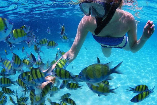 Snorkel in the turquoise Caribbean Sea in Puerto Morelos. Transport included - Preparing for the Puerto Morelos reef