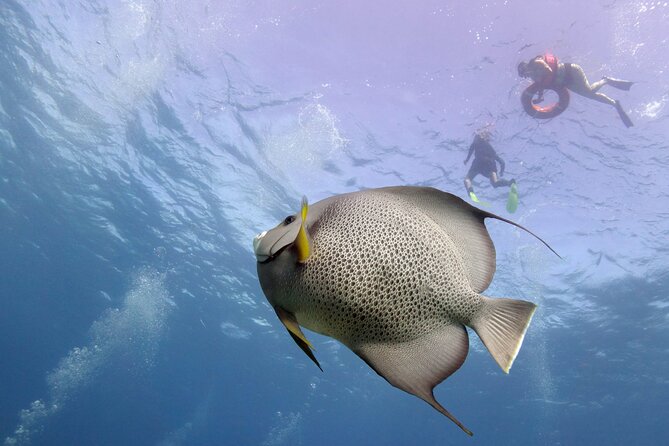 Snorkel Tour at Musa and Manchones Reef - What you are really booking for $55