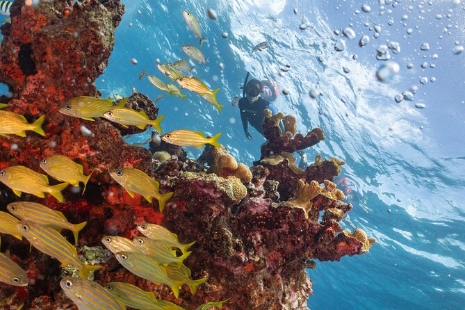 Snorkel Tour at Musa and Manchones Reef - Manchones Reef brings the natural scenery