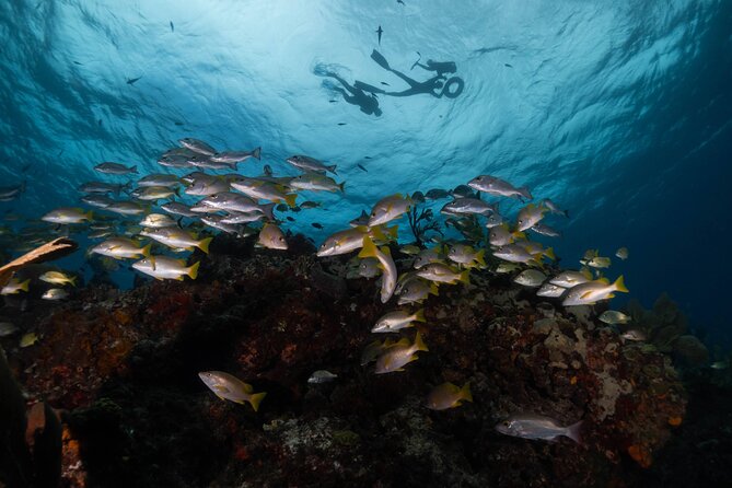 Snorkel Tour at Musa and Manchones Reef - What the four-hour schedule may feel like