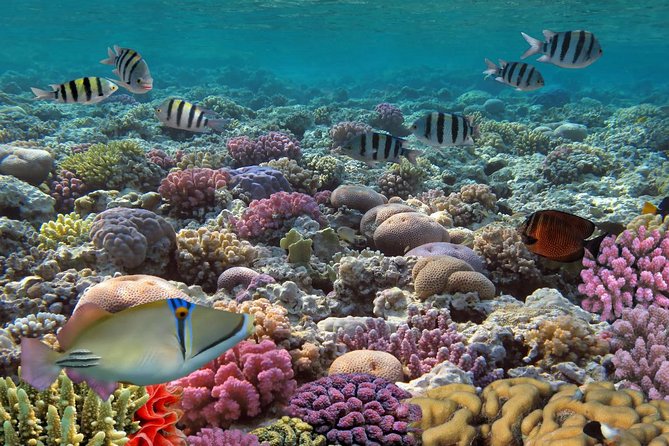 Snorkeling Adventure at Isla Mujeres Includes Lunch and Open Bar - Is the $55 price a good value?