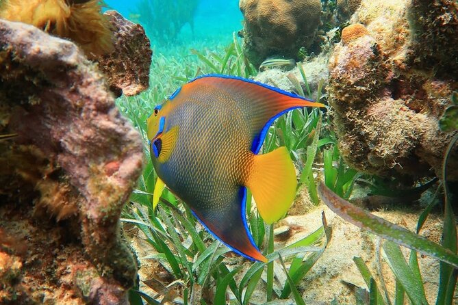 Snorkeling adventure at Puerto Morelos Reef National Park - What the Puerto Morelos reef trip is really like