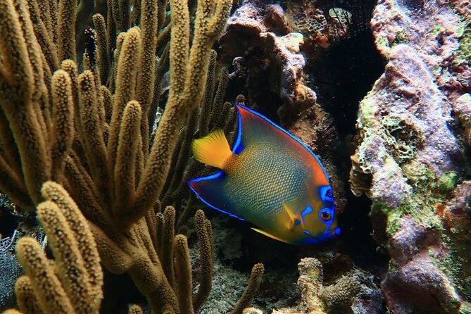 Snorkeling adventure at Puerto Morelos Reef National Park - The $39.50 price, plus the fee that changes the math