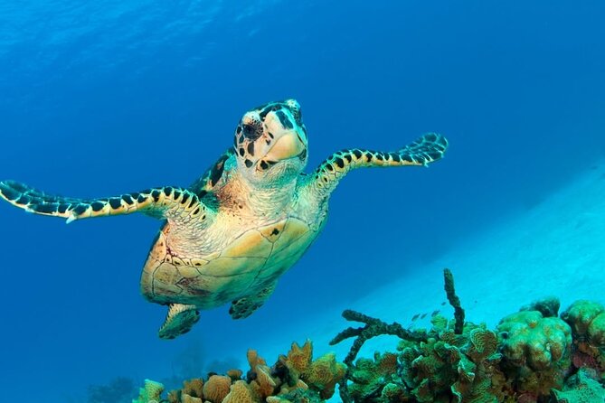 Snorkeling adventure at Puerto Morelos Reef National Park - Meeting at Faro Inclinado without a hotel shuttle