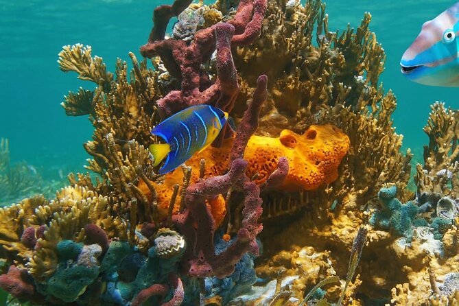 Snorkeling adventure at Puerto Morelos Reef National Park - Who will enjoy this two-hour outing