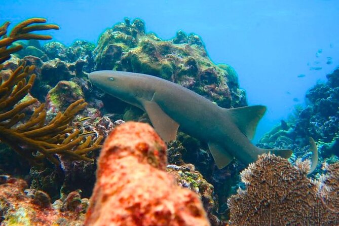 Snorkeling adventure at Puerto Morelos Reef National Park - What to sort out before you book