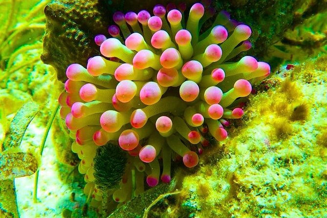 Snorkeling adventure at Puerto Morelos Reef National Park - Should you book the Puerto Morelos reef adventure?