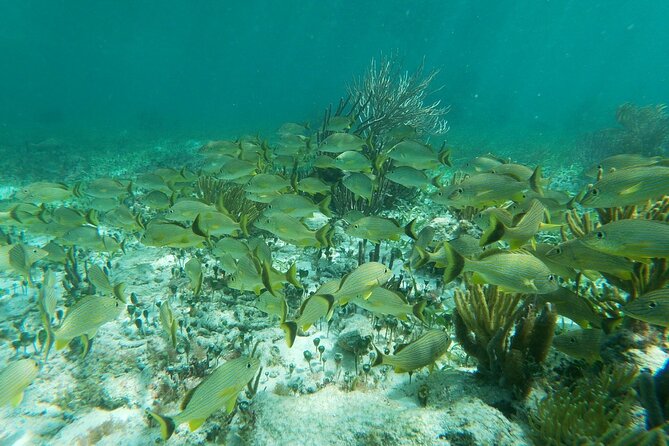 Snorkeling Adventure in Puerto Morelos - Puerto Morelos instead of another Cancun beach day