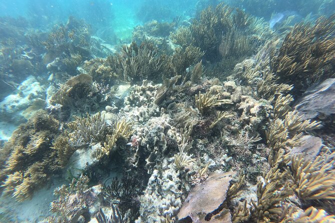 Snorkeling Adventure in Puerto Morelos Includes snack, Water and Round Trip. - What the $44.25 price really buys