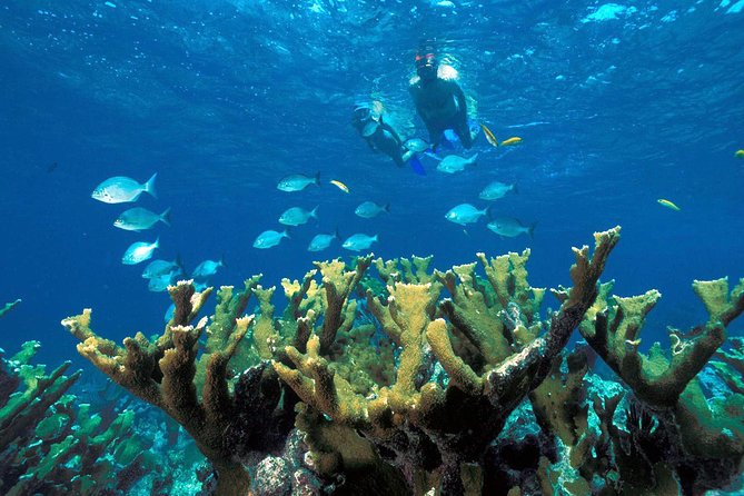 Snorkeling Adventure in Puerto Morelos Includes snack, Water and Round Trip. - About 45 minutes over the protected reef