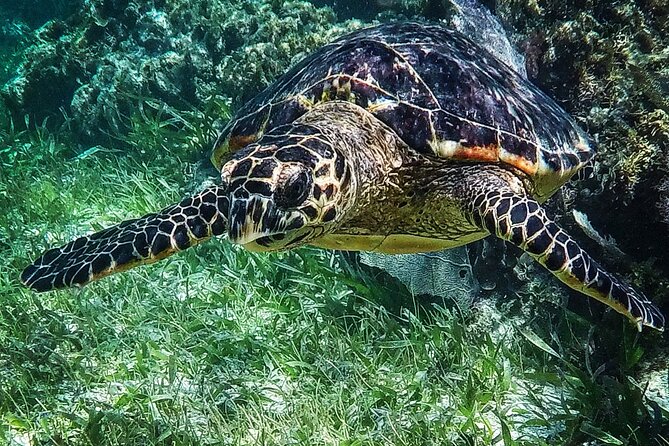 Snorkeling Guided Activity in Puerto Morelos Mexico - The no-sunscreen rule is serious