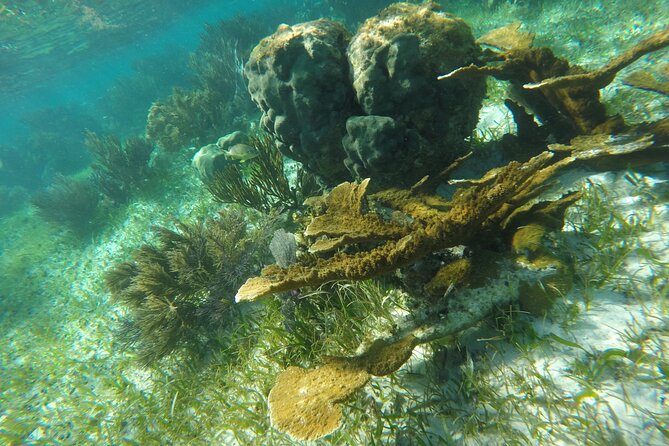 Snorkeling Guided Activity in Puerto Morelos Mexico - What makes the crew useful
