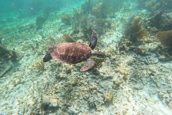 Snorkeling Guided Activity in Puerto Morelos Mexico - What you may see below the surface