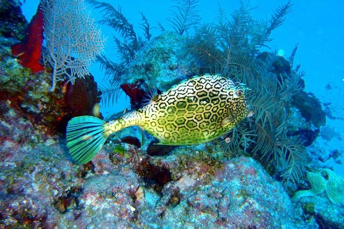Snorkeling in Puerto Morelos - Two Reef Stops in the Puerto Morelos Biosphere