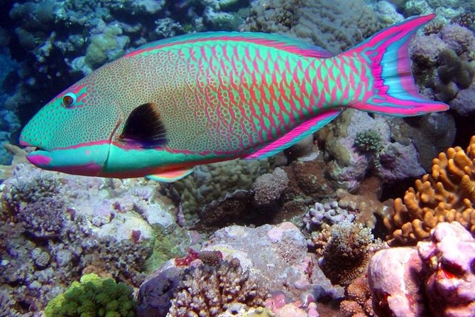Snorkeling in Puerto Morelos - Why the Small Group Matters
