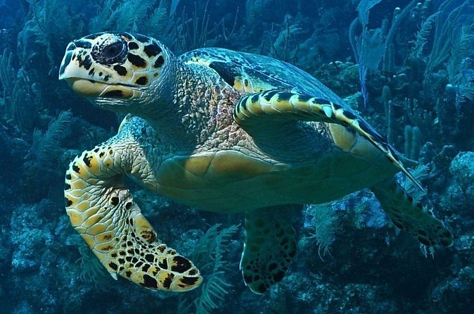 Snorkeling in Puerto Morelos - The Reef Life You Might See