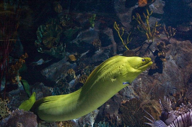Snorkeling in Puerto Morelos - Getting There From Cancun and Puerto Morelos