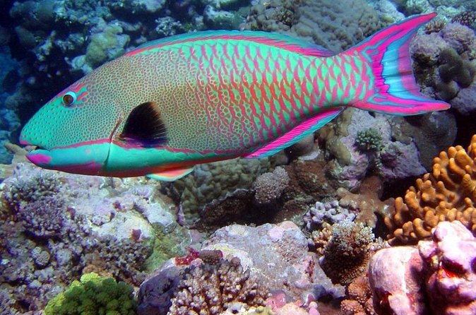 Snorkeling in Puerto Morelos - Service Strengths and Cautions