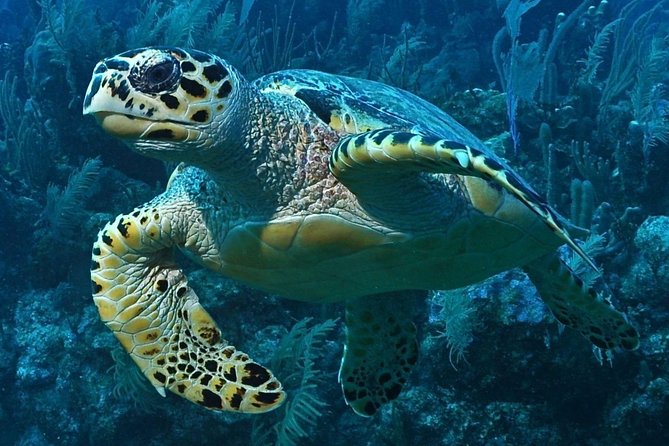Snorkeling in Puerto Morelos - What the Boat Trip Feels Like