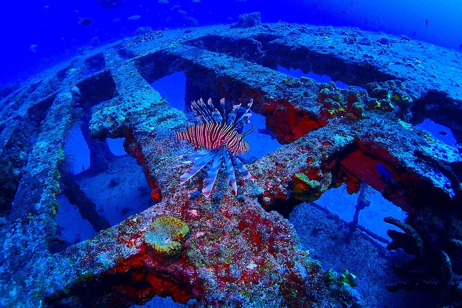 SPECIAL!! 2 Tank Wreck & Drift Reef dives - Choosing between the C55 and C58