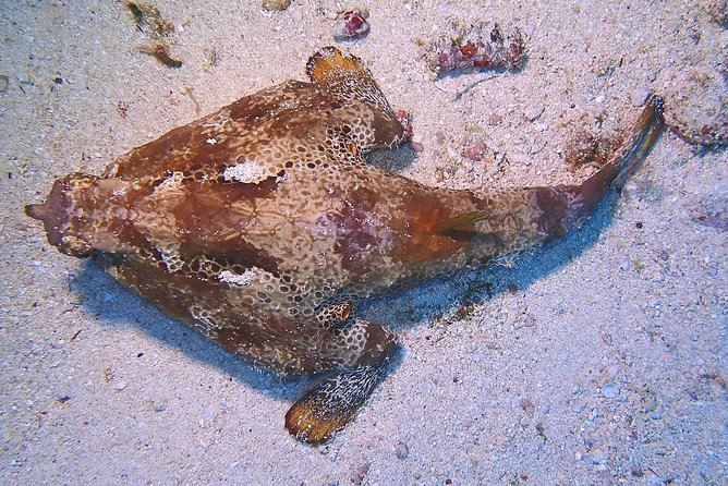 SPECIAL!! 2 Tank Wreck & Drift Reef dives - The $125 price and the extra gear cost