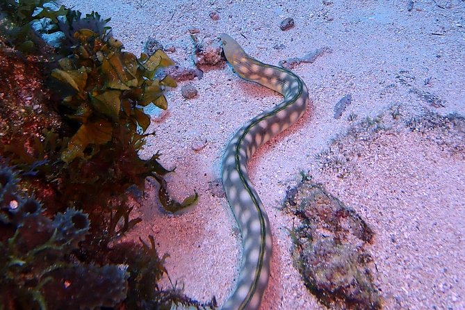 SPECIAL!! 2 Tank Wreck & Drift Reef dives - Morning or afternoon: which start suits you?