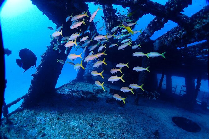 SPECIAL!! 2 Tank Wreck & Drift Reef dives - Safety, certification, and comfort in current