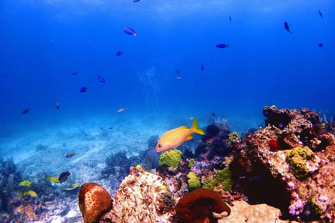SPECIAL! Snorkel at MUSA - The Underwater Museum Reservation - MUSA: statues below the surface