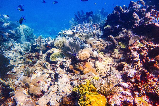 SPECIAL! Snorkel at MUSA - The Underwater Museum Reservation - The crew and the feel of the boat
