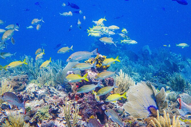 SPECIAL! Snorkel at MUSA - The Underwater Museum Reservation - Equipment, safety, and comfort