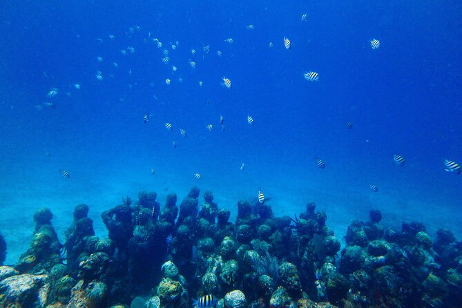 SPECIAL! Snorkel at MUSA - The Underwater Museum Reservation - Is $55 a fair price?