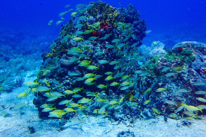 SPECIAL! Snorkel at MUSA - The Underwater Museum Reservation - Who should book this outing