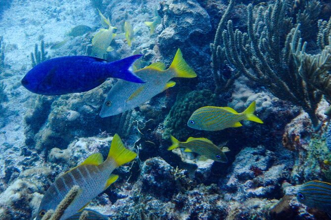 SPECIAL! Snorkel at MUSA - The Underwater Museum Reservation - Manchones Reef brings the color