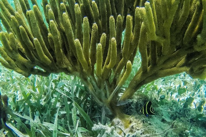Speedboat and snorkel tour: Single Passenger Boat - Snorkeling over coral reefs and the Underwater Museum