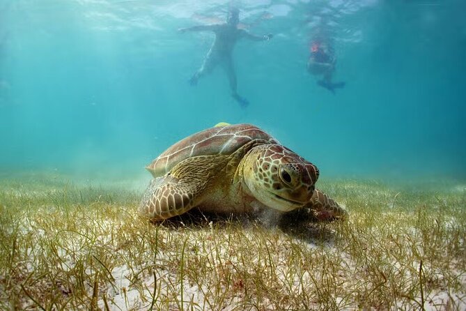 Swim with Turtles in Akumal, Cenote and Tulum Ruins Tour - Key points at a glance
