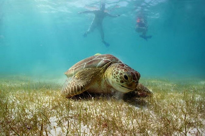 Swim with Turtles in Akumal, Cenote and Tulum Ruins Tour - Who will get the most from this tour
