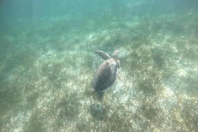 Swim with Turtles in Akumal, Cenote and Tulum Ruins Tour - A cenote swim with a few important extras