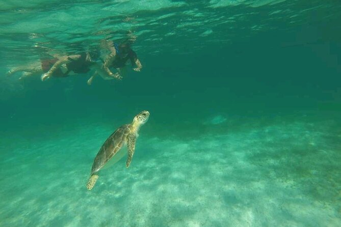 Swim with turtles + snorkelling + archaeological zone of Tulúm + cenote - Three Riviera Maya highlights in one long day