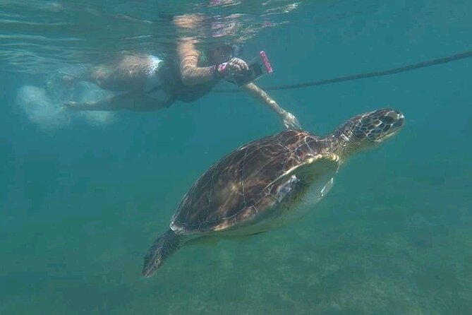 Swim with turtles + snorkelling + archaeological zone of Tulúm + cenote - Tulum’s cliffs, temples, and trade routes