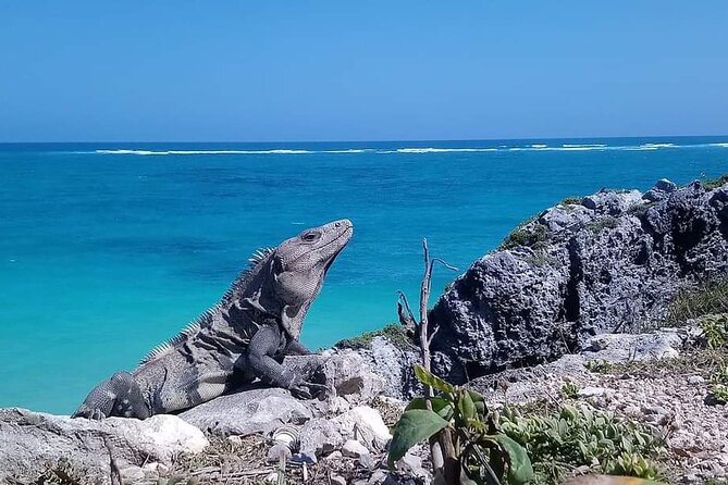 Swim with turtles + snorkelling + archaeological zone of Tulúm + cenote - Lunch, water, and the value of private transport