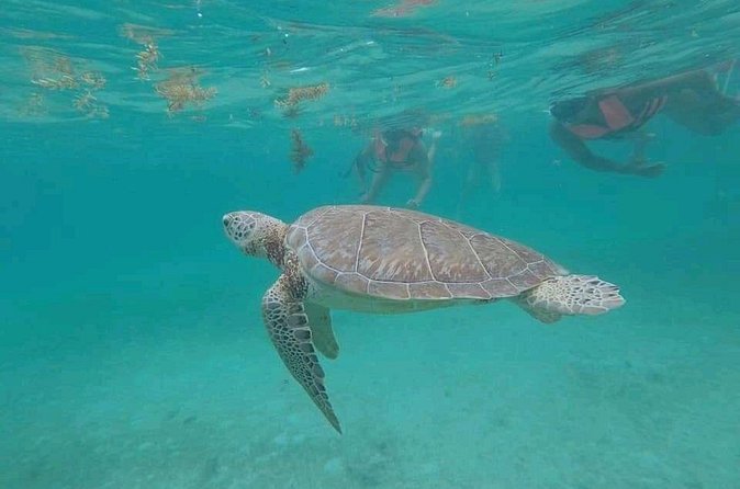 Swim with turtles + snorkelling + archaeological zone of Tulúm + cenote - Is $357.15 per person a fair price?